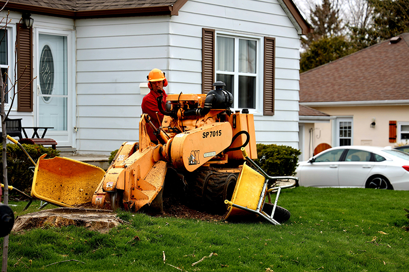 Michigan stump grinding