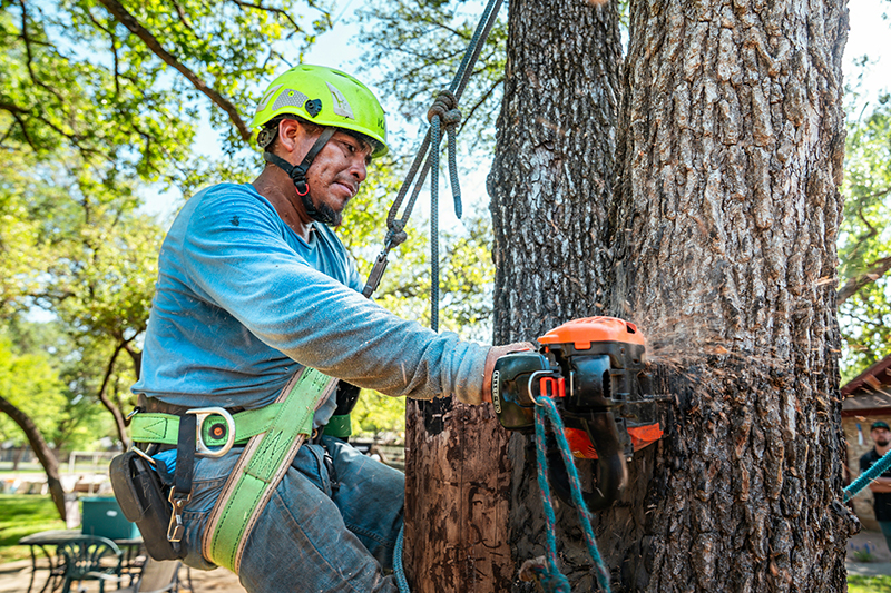 Tree removal in Redford MI
